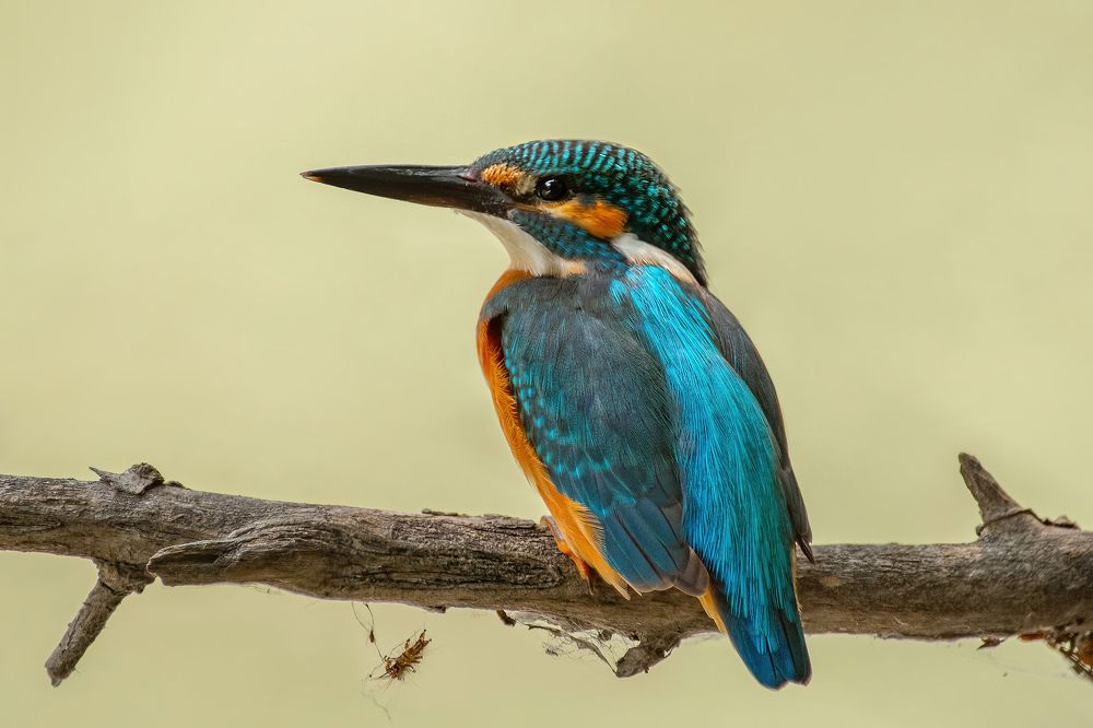 Photograph by Поляков Алексей