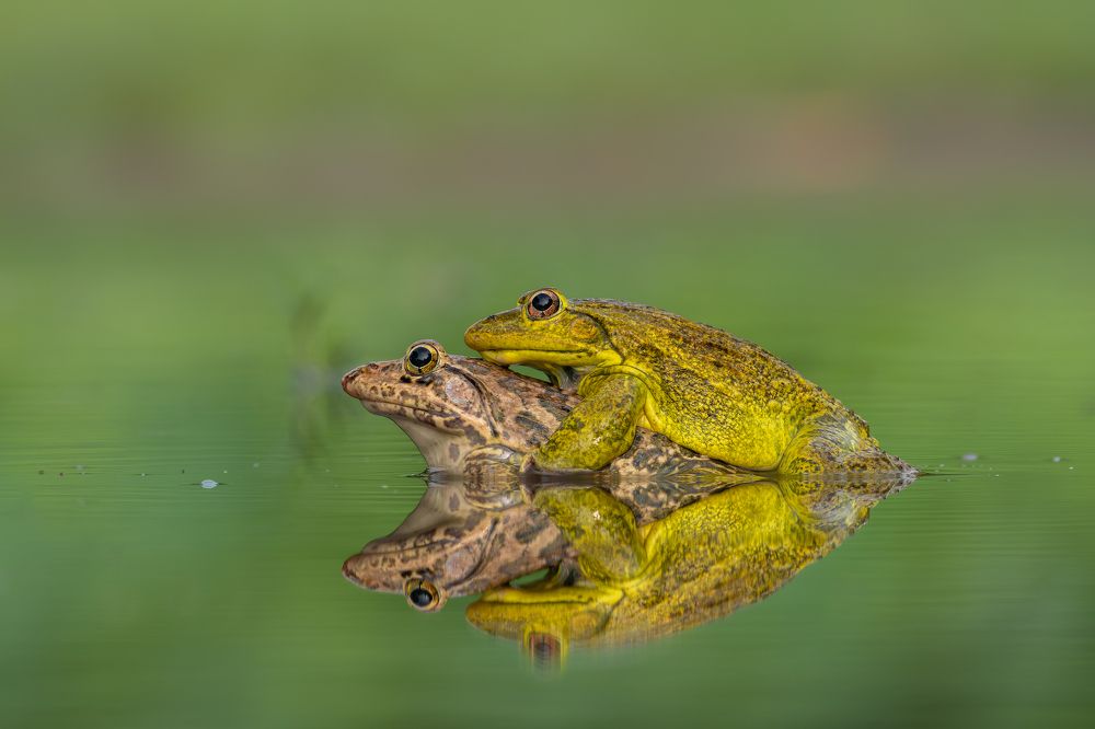 The perfect reflection