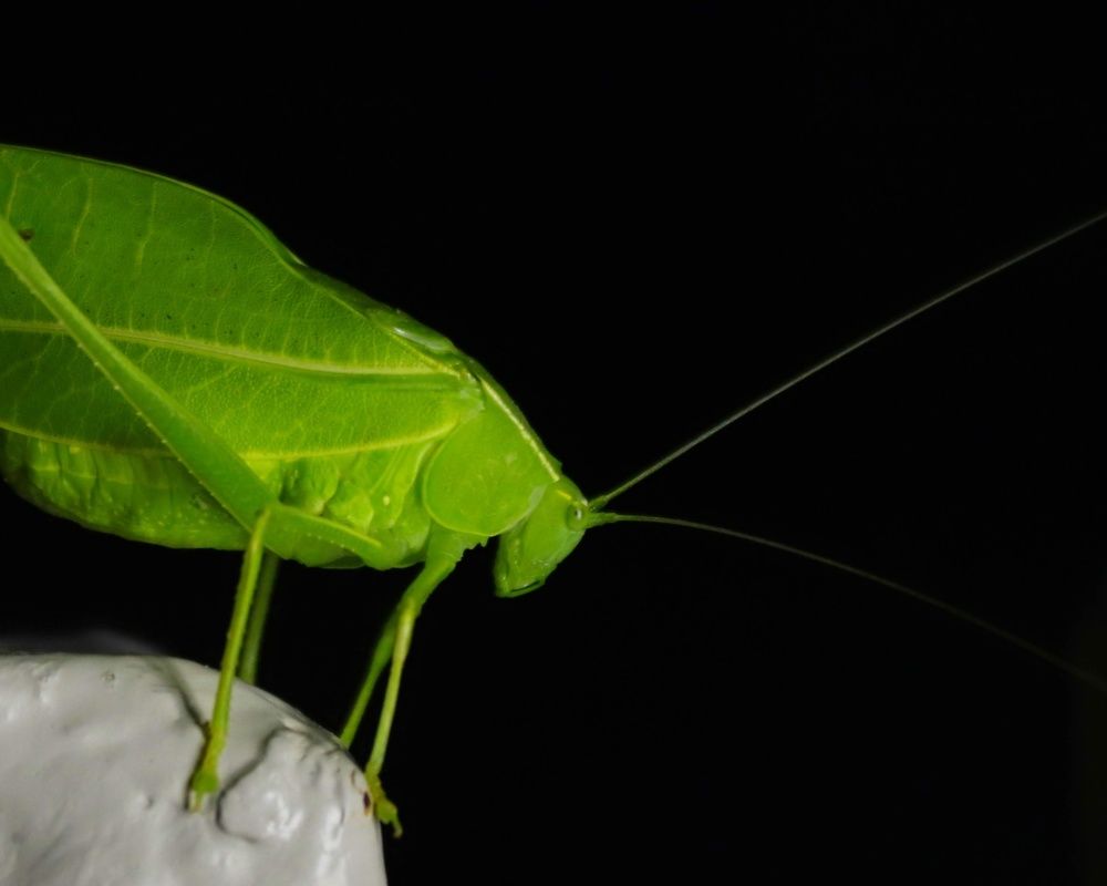 Photograph by Premal Nandpal