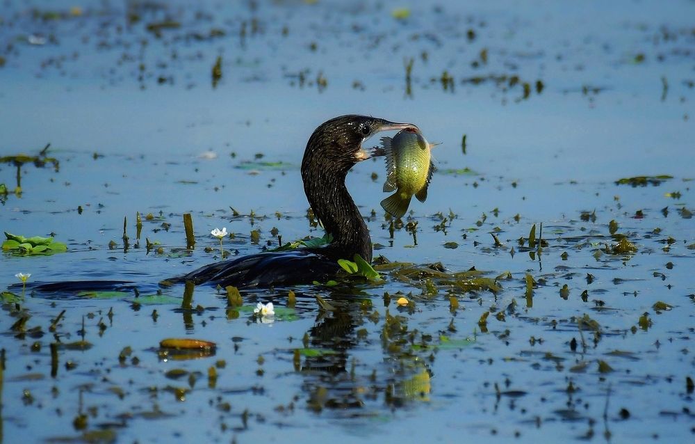 Photograph by Ashim Talukdar