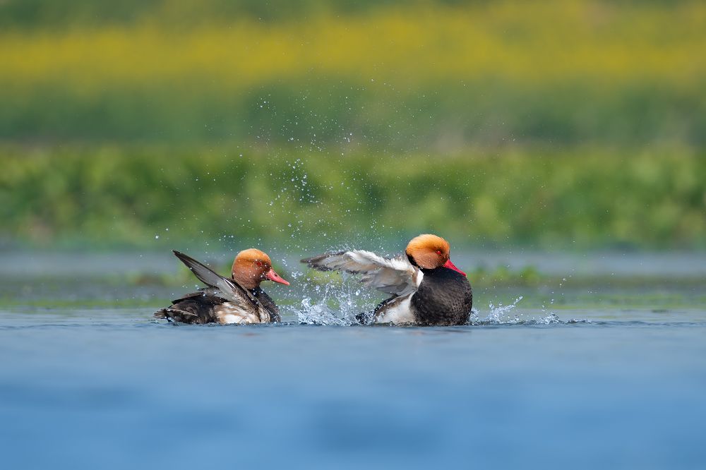 Фотография автора Mainak Halder