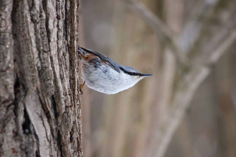 Photograph by КарОл