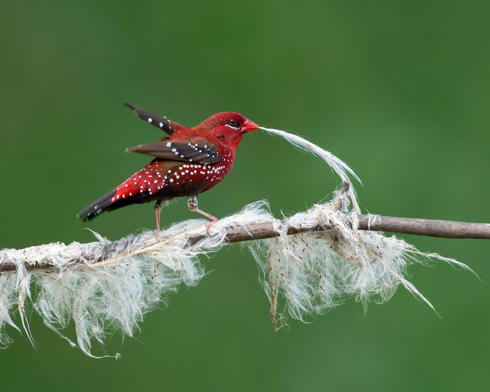 Фотография автора Mainak Halder