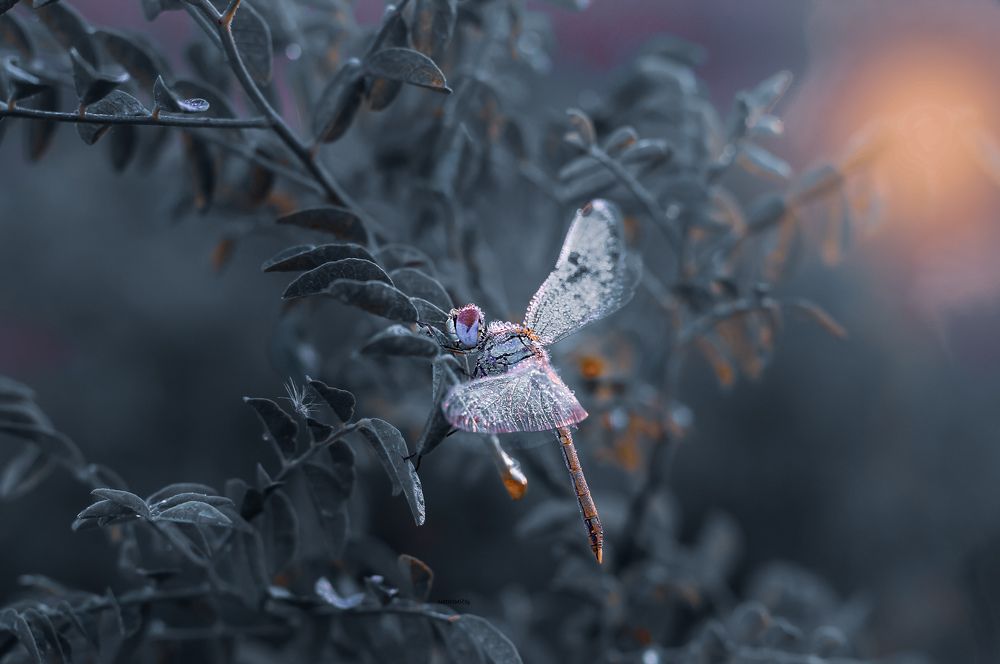 Фотография автора Julia Khvorostyanaya