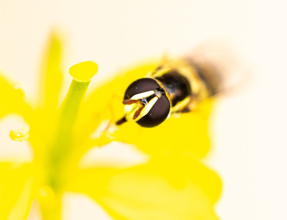 Photograph by SAMITA SARAF