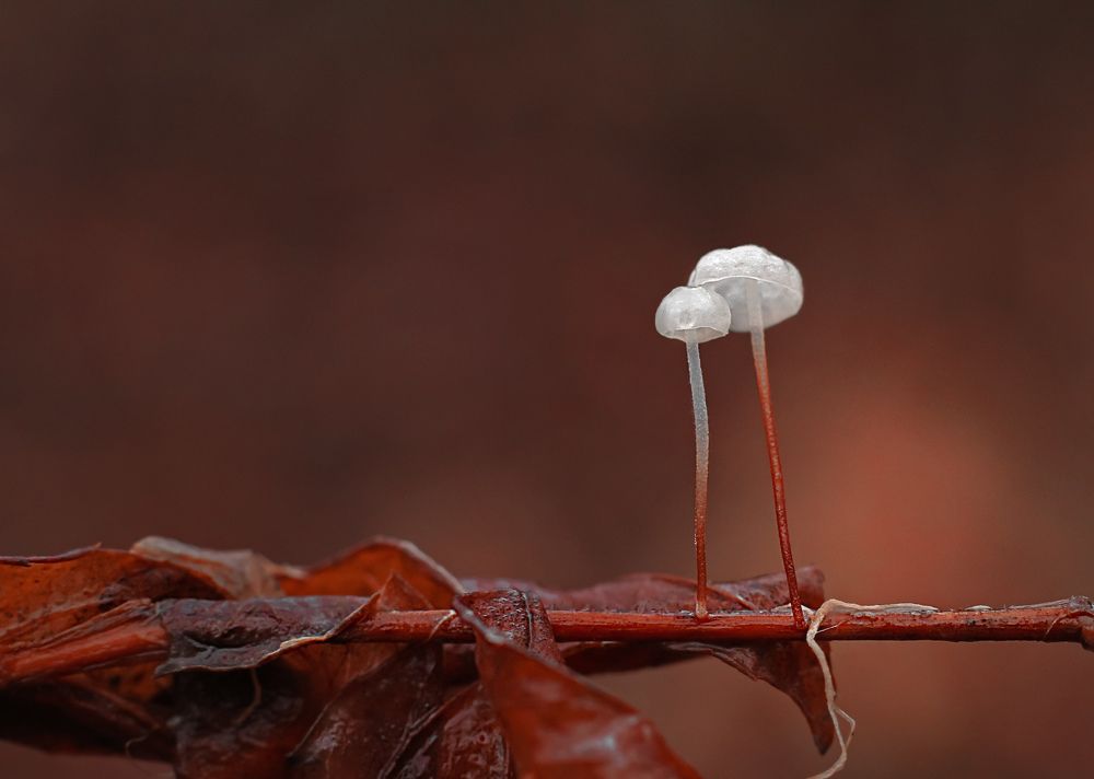 Фотография автора Julia Khvorostyanaya