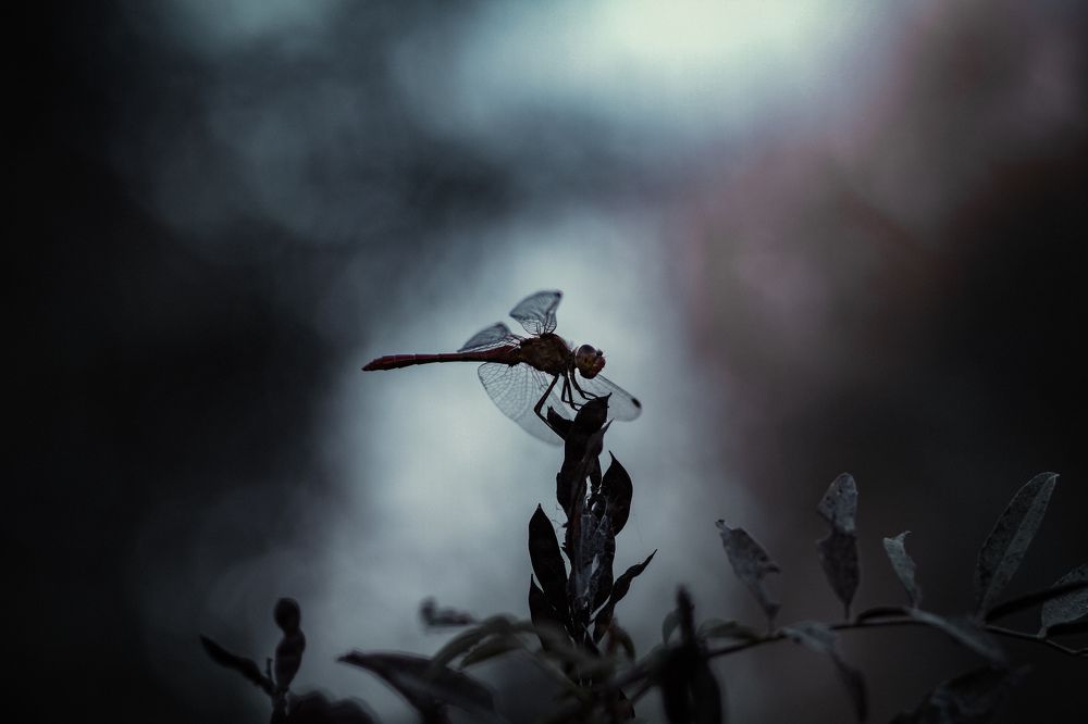 Фотография автора Julia Khvorostyanaya