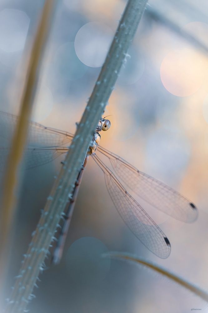 Фотография автора Julia Khvorostyanaya