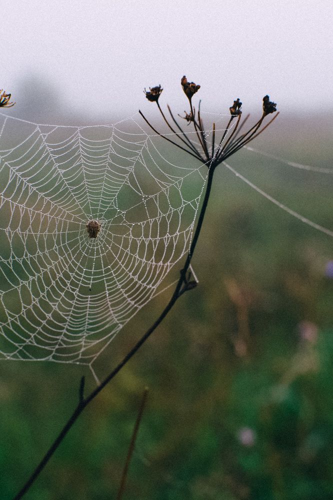 Одним туманными утром