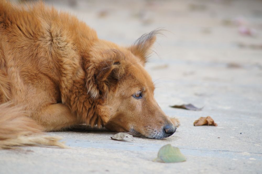 Photograph by Laron Tauro