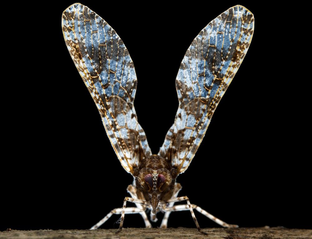 Derbid planthopper- Tribe Zoriadini