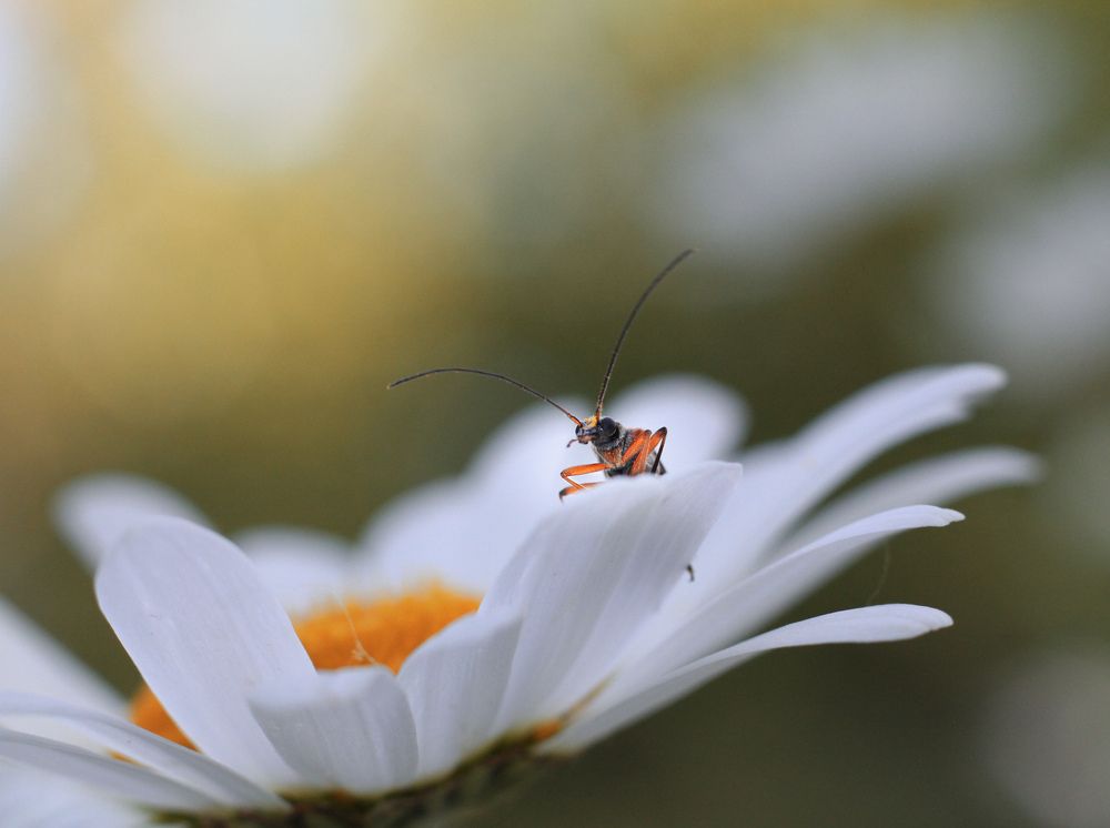 Фотография автора Julia Khvorostyanaya