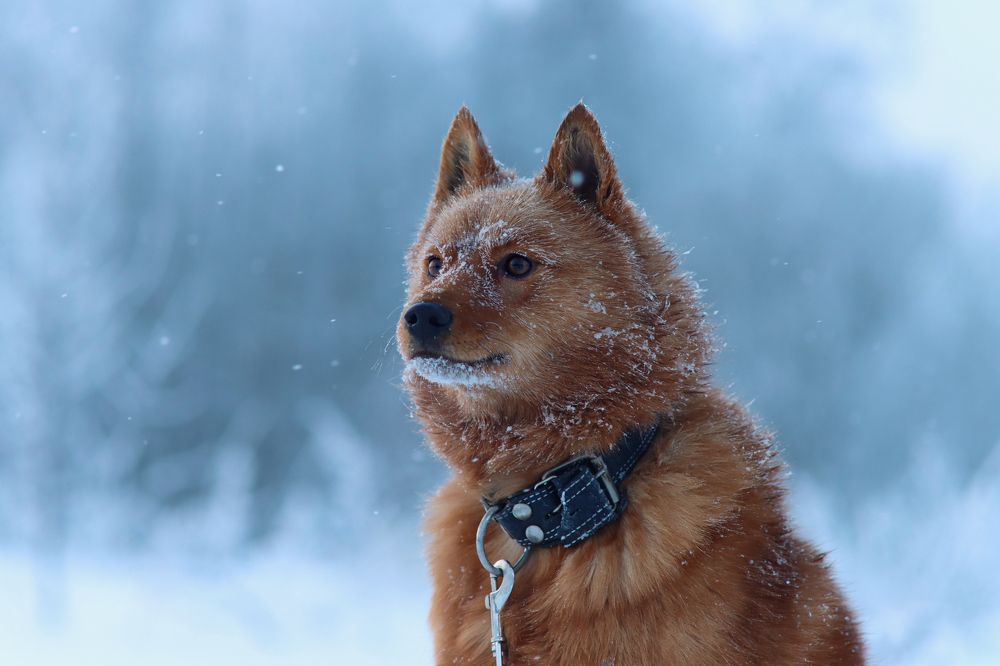 Photograph by Дарья Чистякова