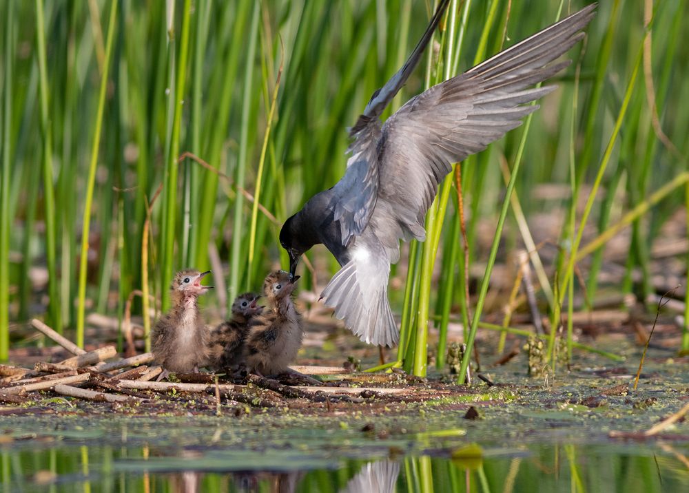 Photograph by Павел Краснослободцев