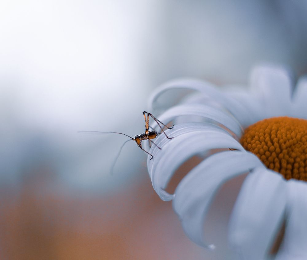 Фотография автора Julia Khvorostyanaya