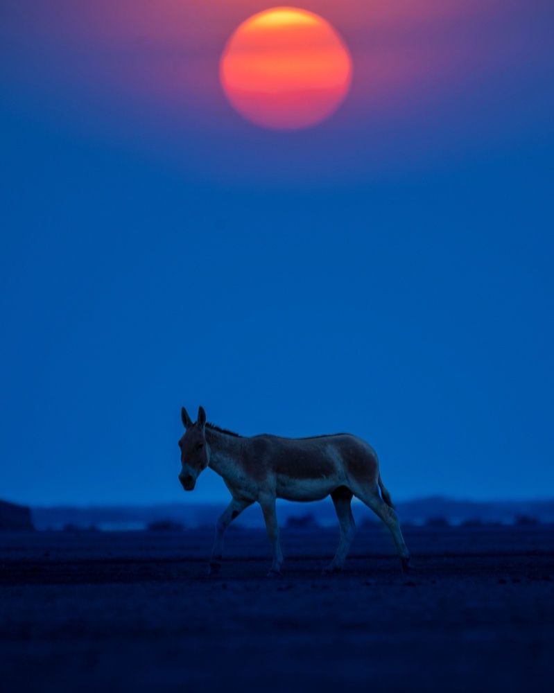 Фотография автора HITESH PATEL