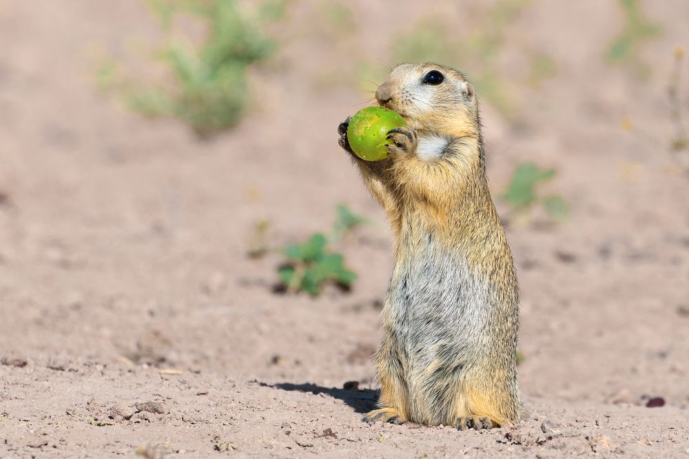 Photograph by Amin Maleki