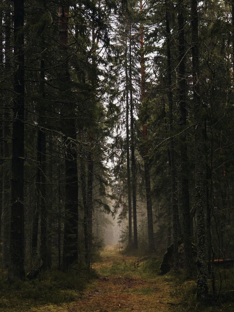 Photograph by Сергей