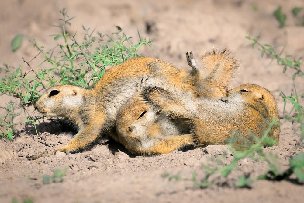 Photograph by Amin Maleki