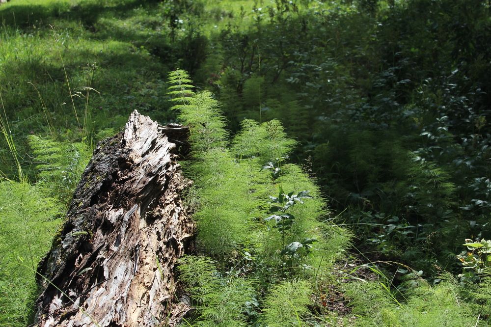 Photograph by СТЕПАН ДЖУЛАКИДЗЕ