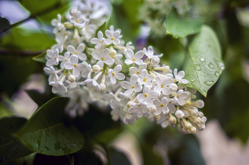 Ветка белой сирени