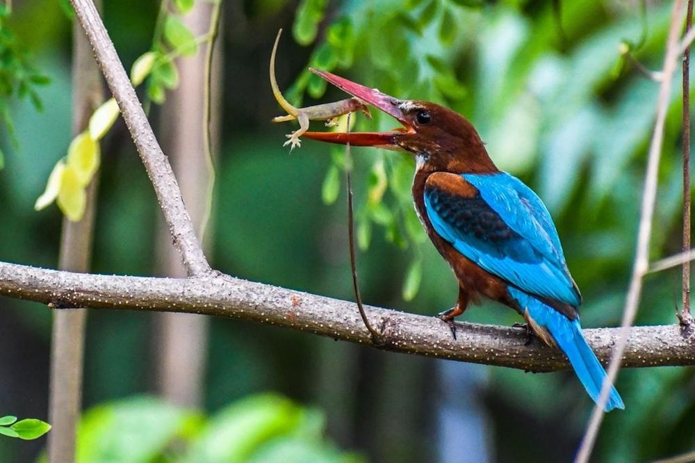 Фотография автора Suchet Sreenath