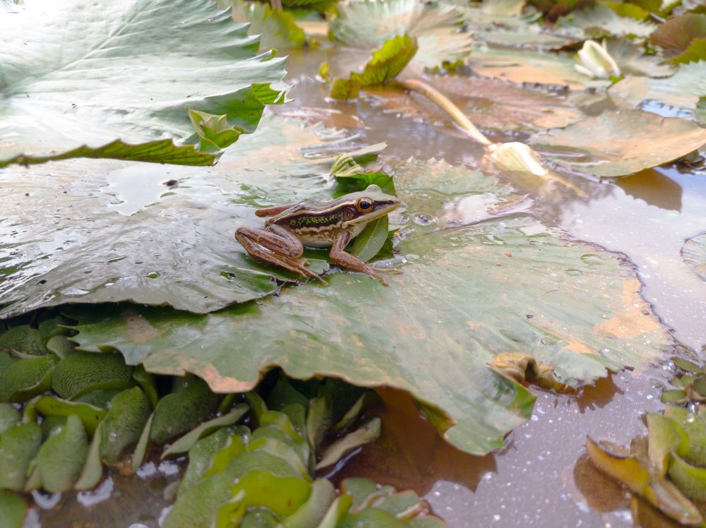 Photograph by Terence Ignatius