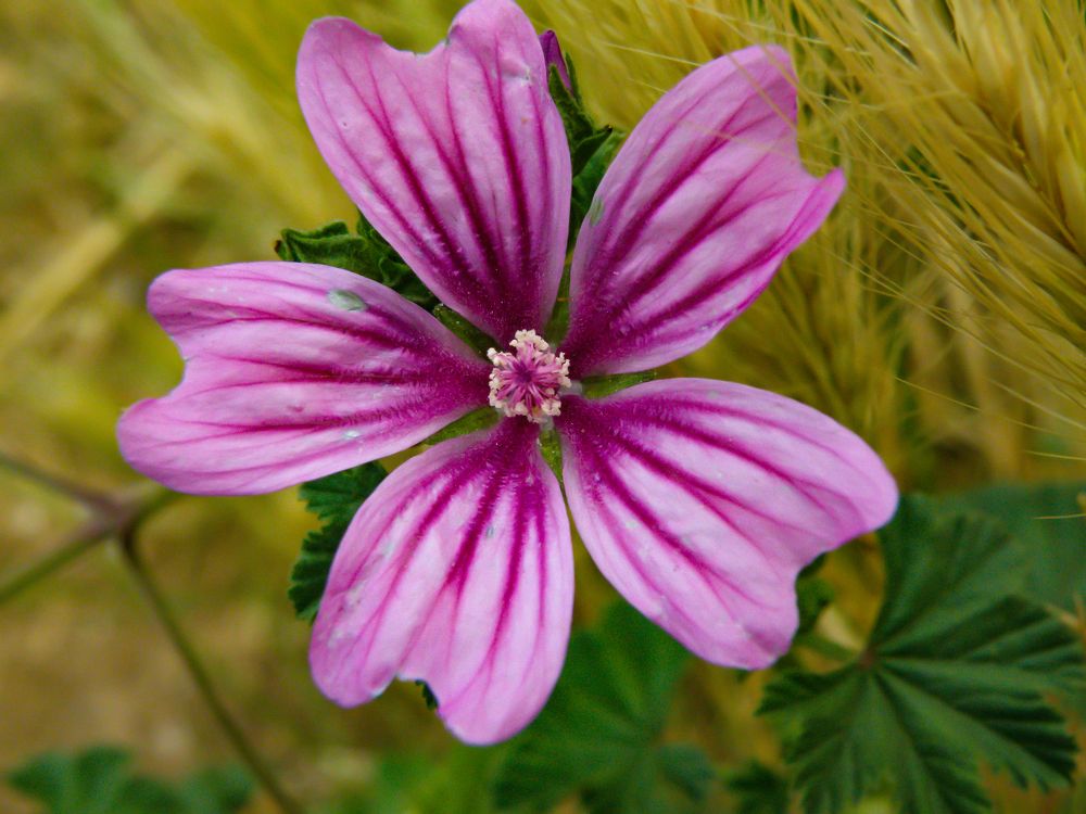 Фотография автора Angelo Dolci