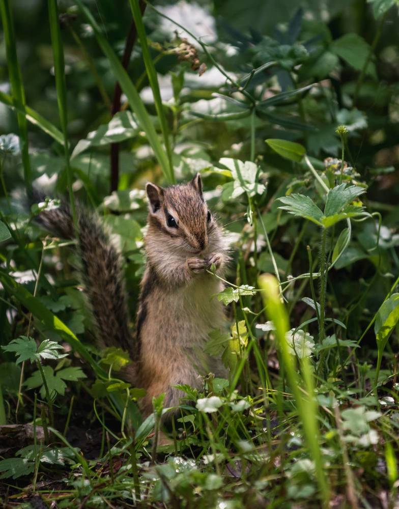 Бурундучки
