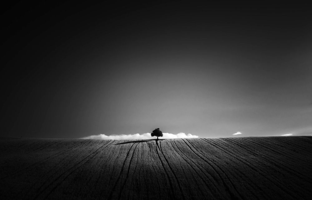 Lonely tree