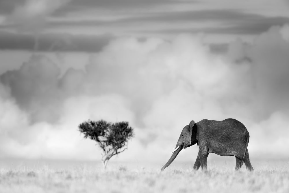 Photograph by Bharali Rajeeb