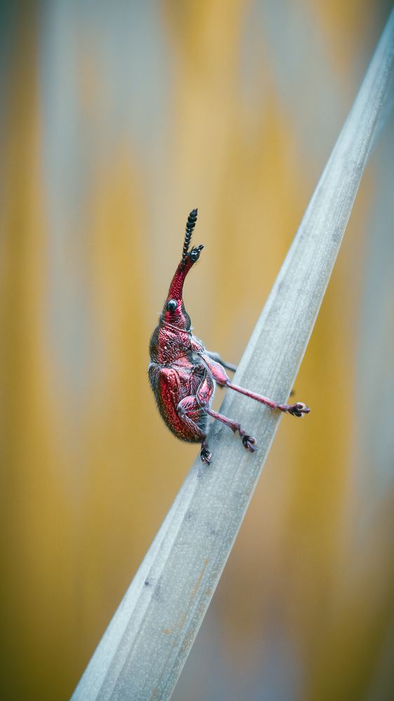 Фотография автора Julia Khvorostyanaya