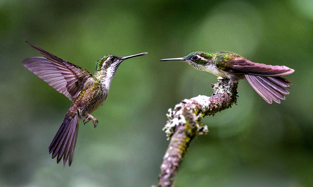 Green-throated mountain-Gem