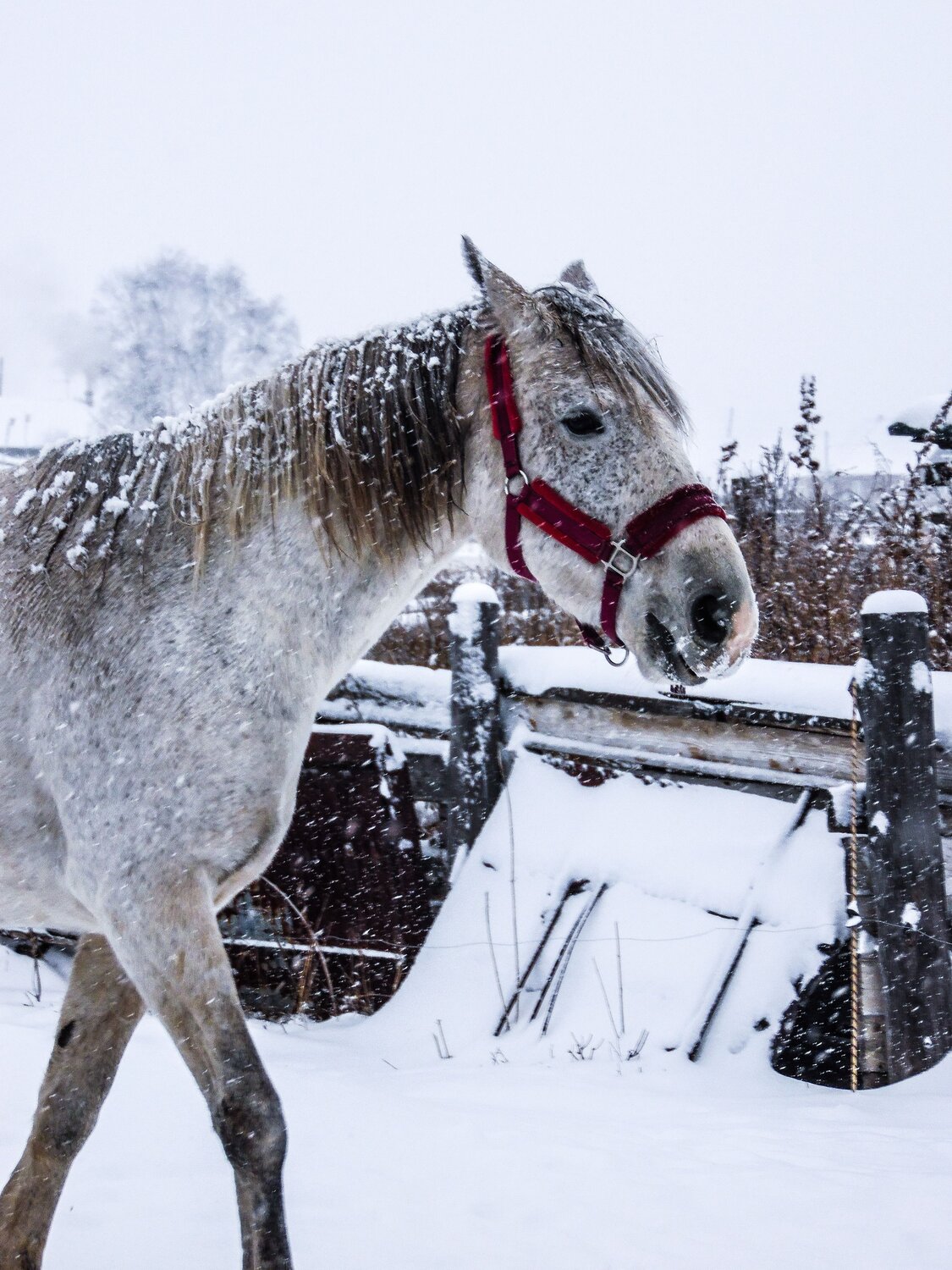 Photo #10373447