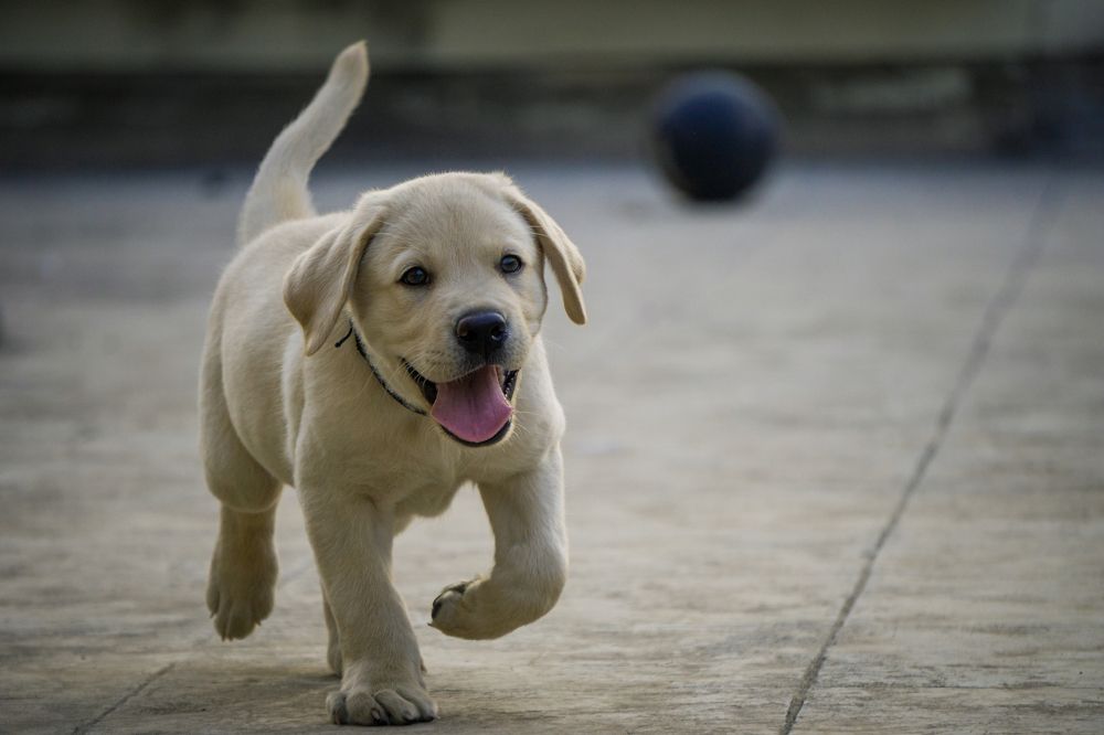 Фотография автора Pranjal Paliwal