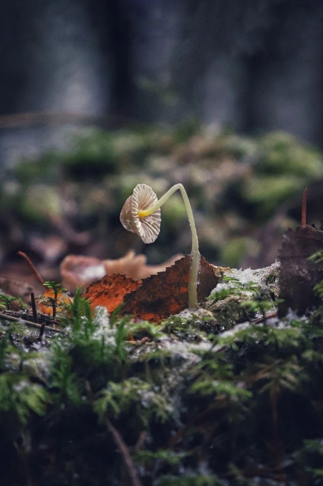Photograph by Ирина Шумкова