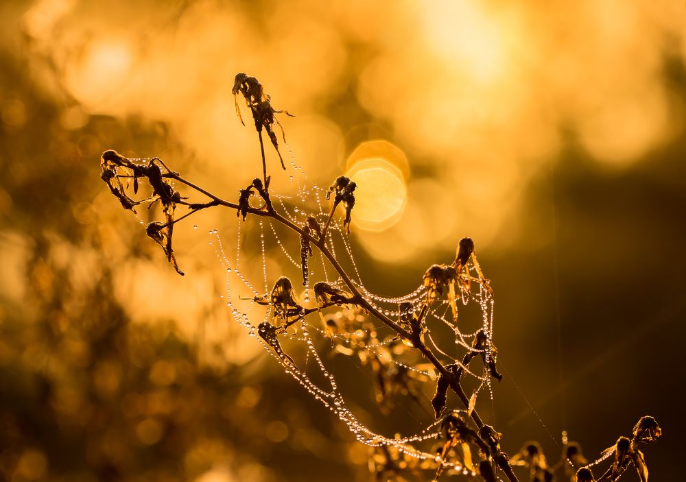 Photograph by Чепленко Алексей