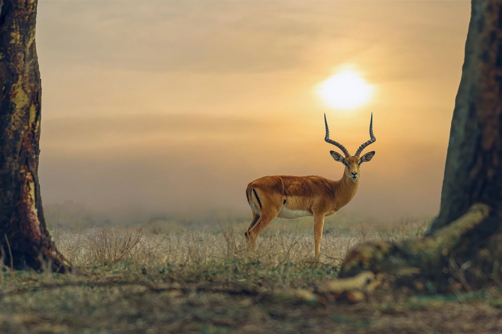 Фотография автора sherif Abdallah