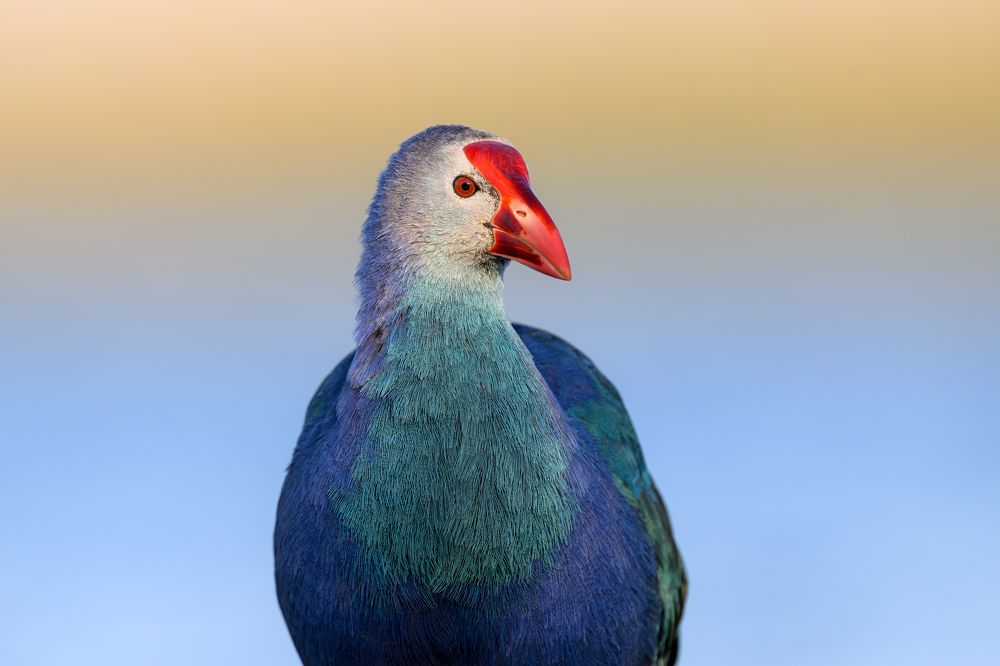 Каспийская султанка