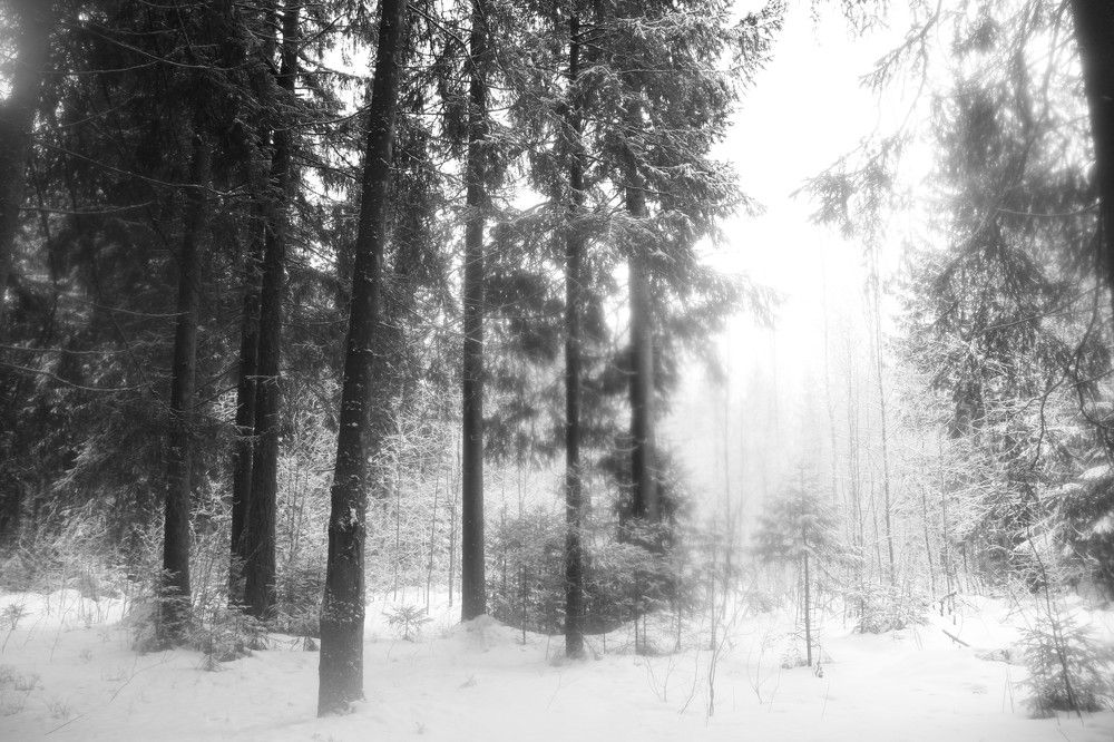 Photograph by Анна Мещерина