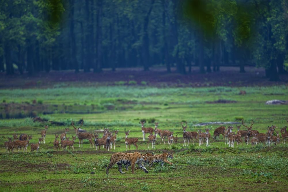 The Prey , The Predator & The Beautiful Sal Forrest