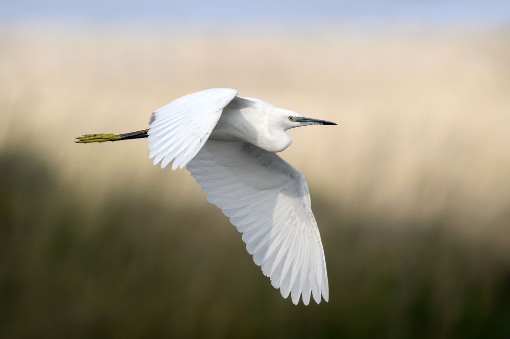 Белая цапля