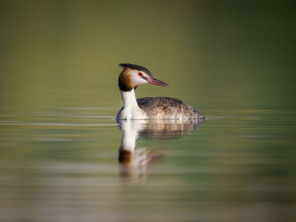 Большая поганка
