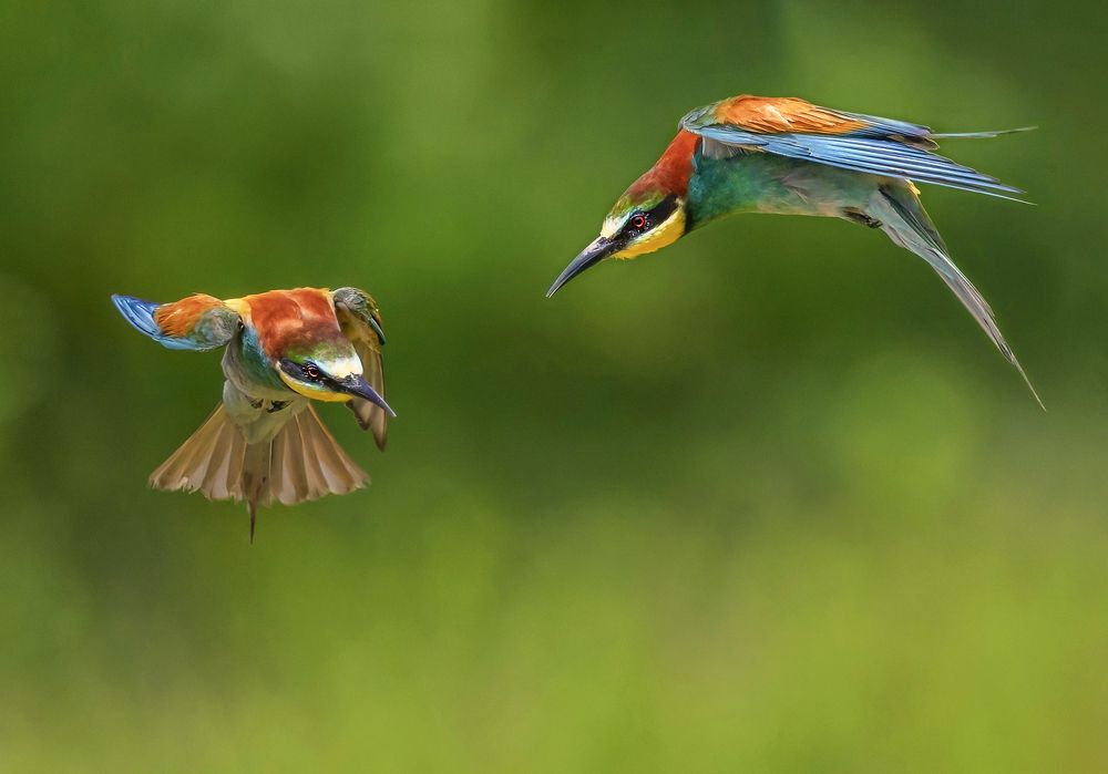 Photograph by Marketa Zvelebil