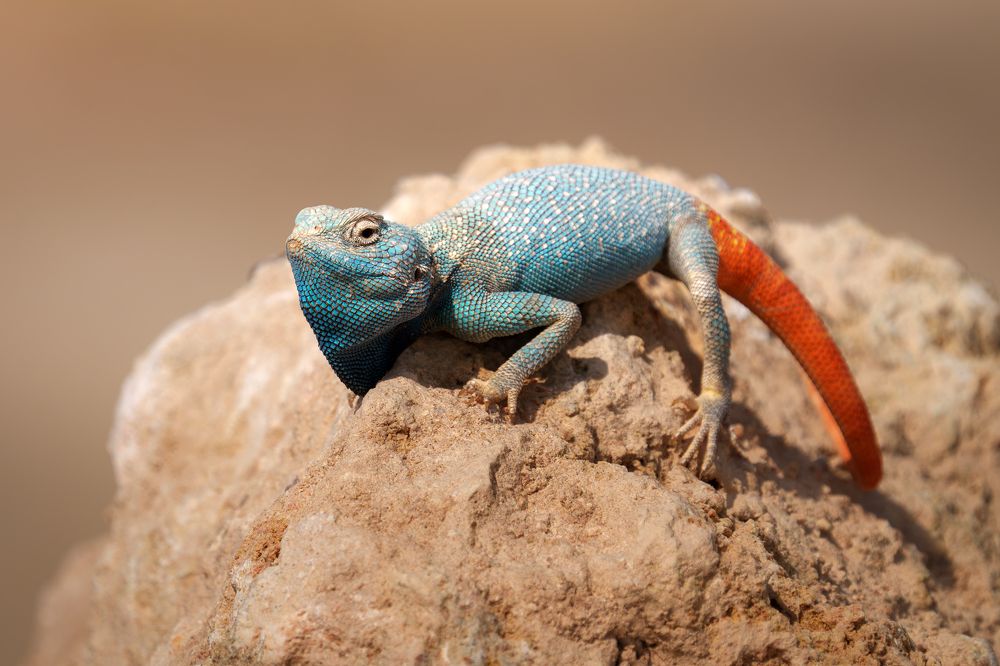 Желтопятнистая агама