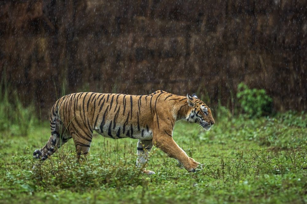 Tiger in the Art of Rain