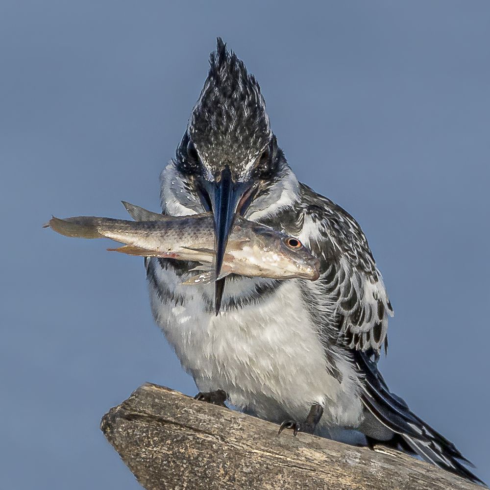 A delicious meal for King Fisher