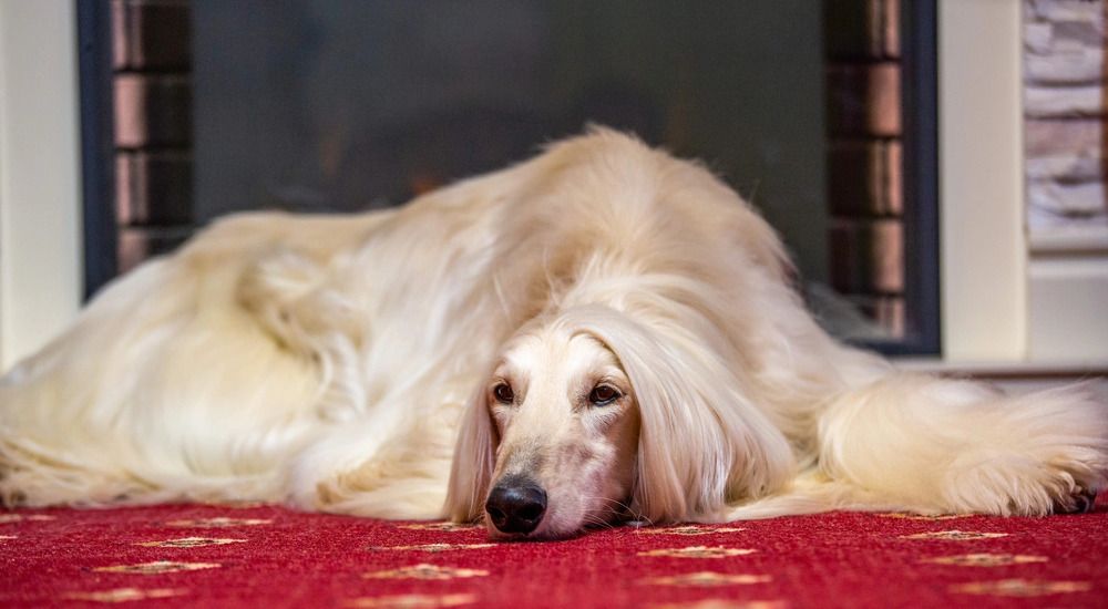 Photograph by Елена Данченко