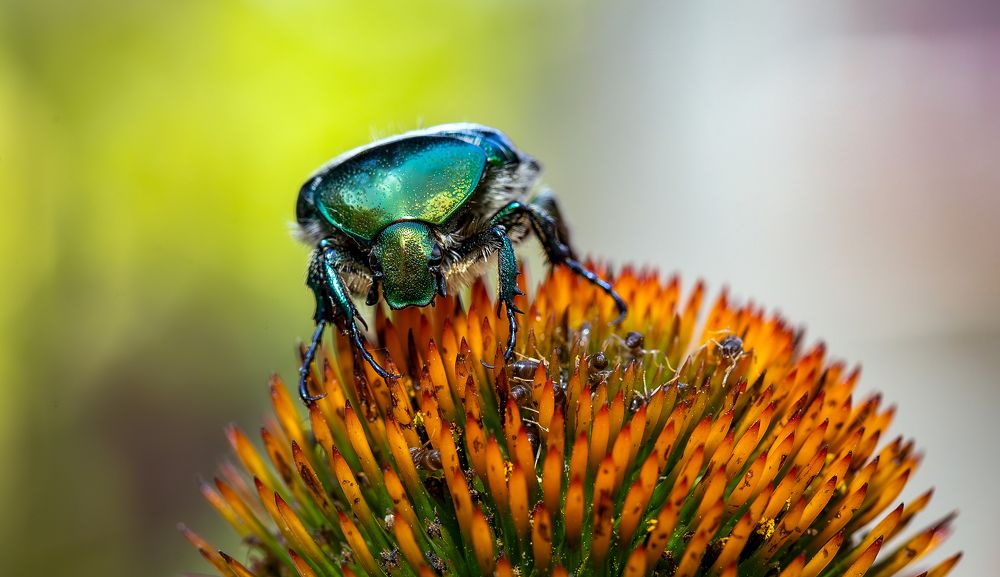 Фотография автора Дмитрий Скворцов