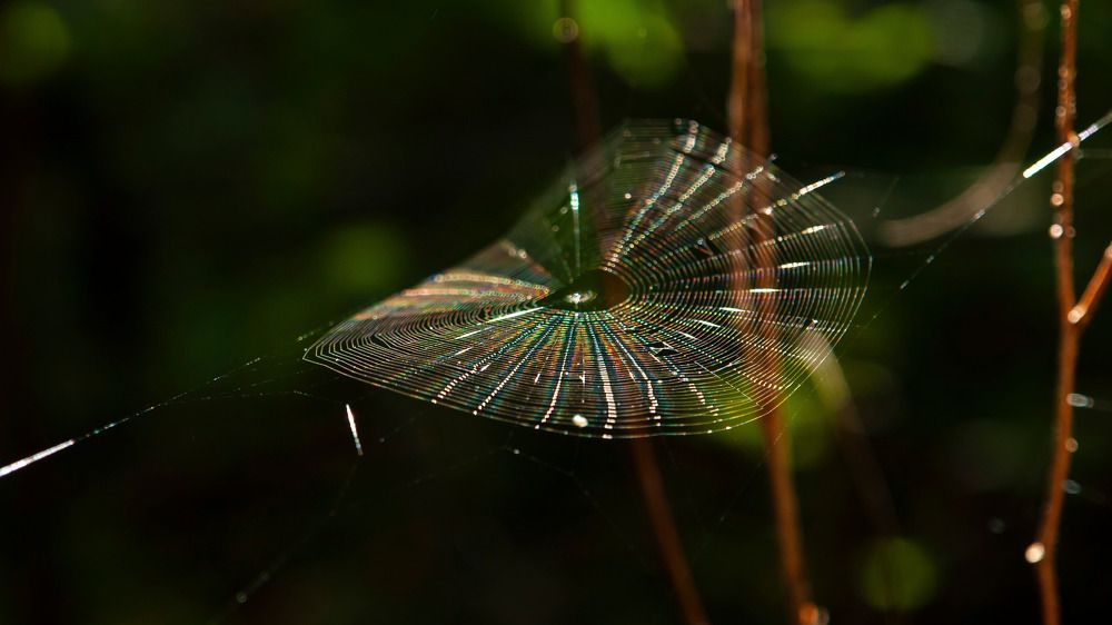 Photograph by Ilya Ovcharenko